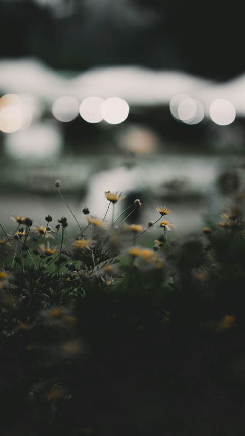 Wildflowers in low light